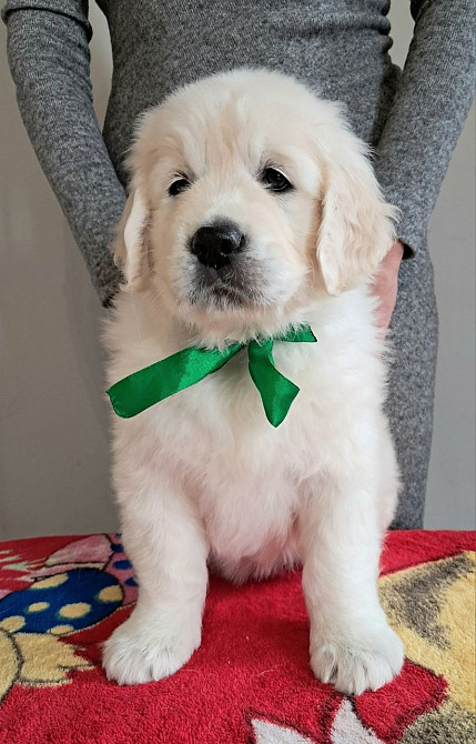 Цуценята золотистого ретрівера Київ - зображення 3