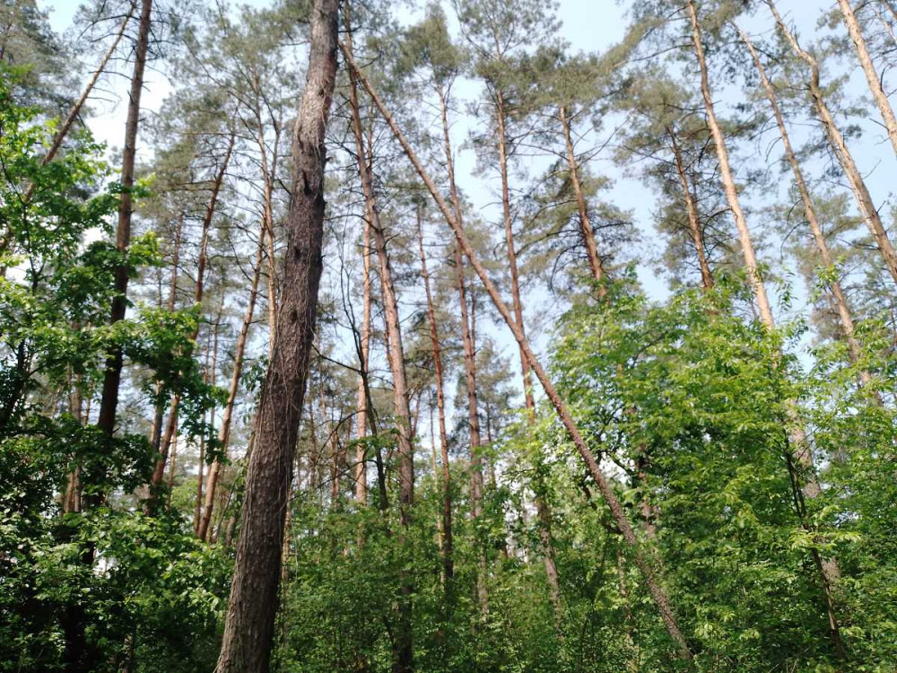 продажа участок под жилую застройку Киев, Подольский, 85000 $ Київ - зображення 8