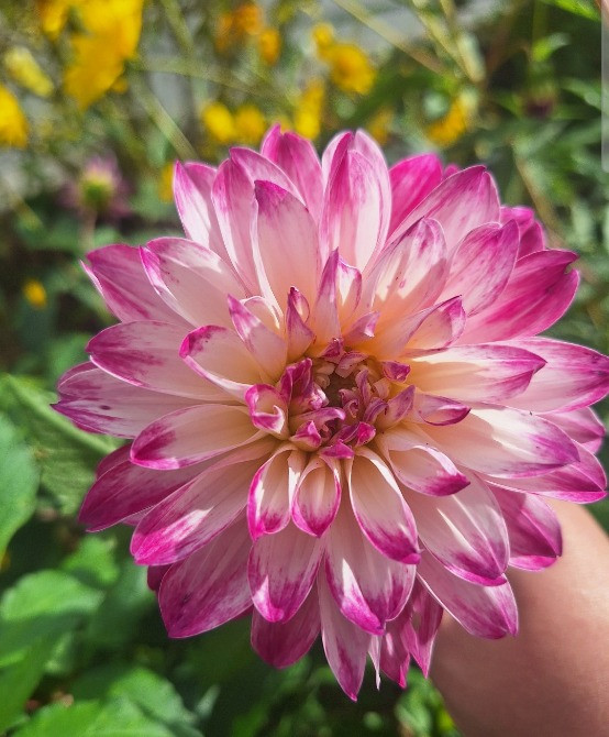 Продам квiти клубнi cортових георгин Чернігів - зображення 5