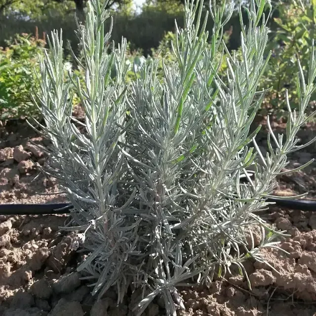 Продам саджанці лаванди Сквира - зображення 1