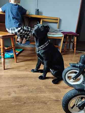 Продам собаку породи кане-корсо дівчинка 7 місяців Ужгород