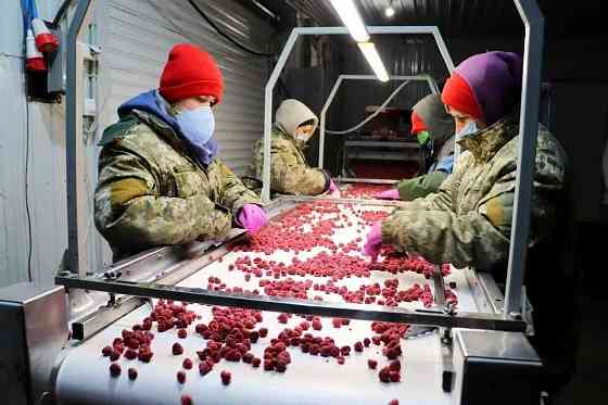 Холодильна та морозильна камери для Заморозки малини і суниці Київ