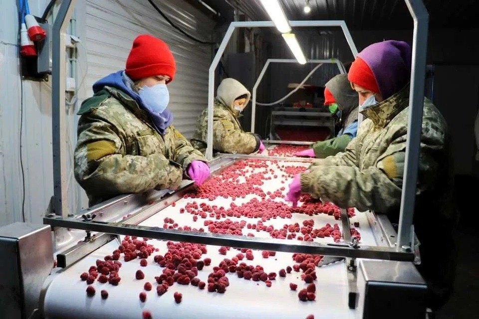 Холодильна та морозильна камери для Заморозки малини і суниці Київ - зображення 2