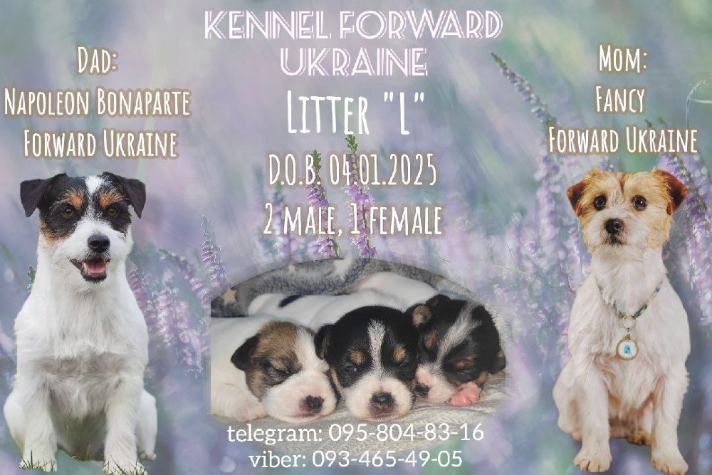 Шикарні цуценята Джек Рассел Киев - изображение 2