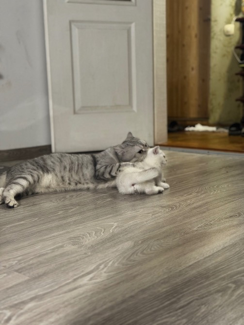 Чистокровная шотландская кошечка Одеса - зображення 8