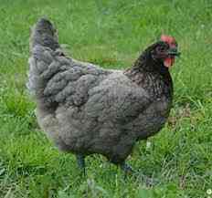 Продаю курчат м’ясо-яєчних порід та несучок Баришівка