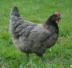 Продаю курчат м’ясо-яєчних порід та несучок Баришівка - зображення 3