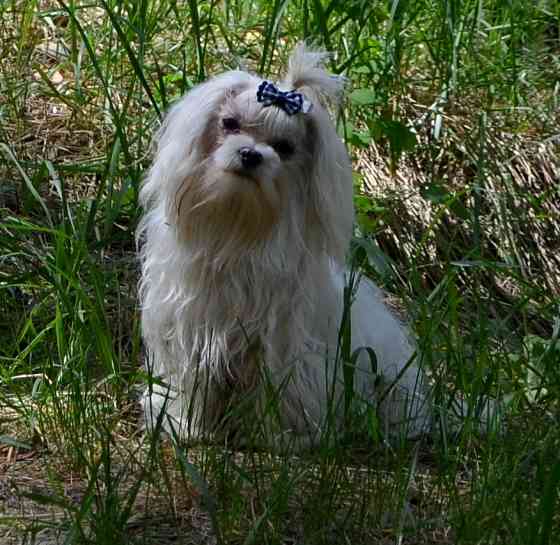 Дуже красива дівчинка мальтезе корейські крові присутні Київ