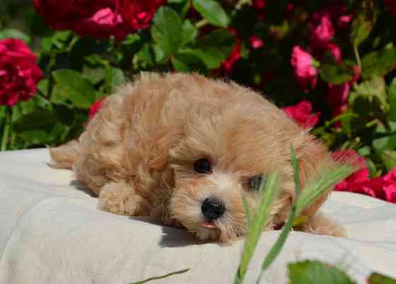 #МальтіпуF1#MaltipooF1#цуценята2міс#puppies 2 months Ukraine, Kyiv. Киев