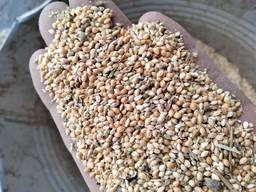 Купуємо зернові відходи, некондицію. Працюємо з посередниками. Дніпро - зображення 1