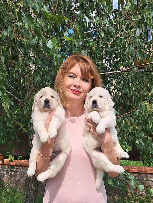 Цуценята золотистого ретрівера Ot Bahur Київ - зображення 1