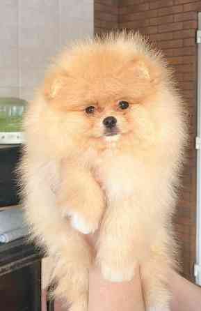 Хлопчик померанського шпіца Чернігів