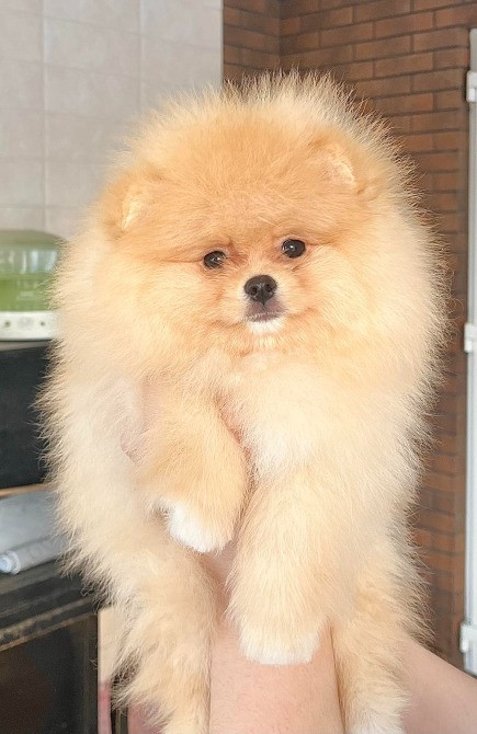 Хлопчик померанського шпіца Чернігів - зображення 1