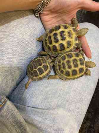 Среднеазиатская сухопутная черепаха Київ