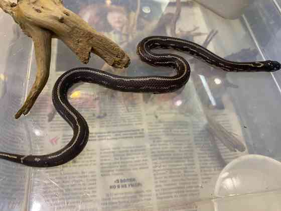 Королевская калифорнийская змея морфа страйп гет альбино Київ