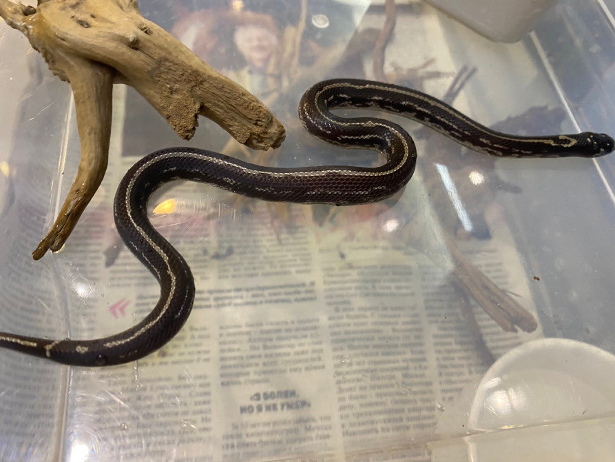 Королевская калифорнийская змея морфа страйп гет альбино Київ - зображення 2