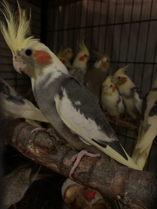 Пташенята папуг корел Киев - изображение 2