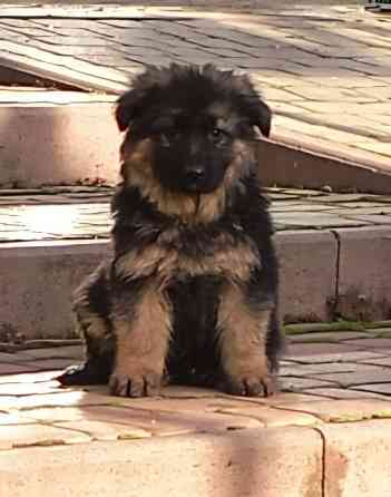 Вівчарки! Ужгород