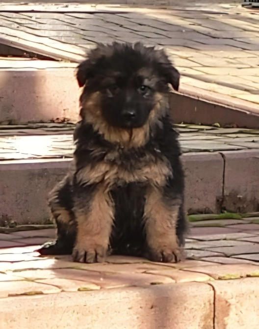 Вівчарки! Ужгород - зображення 5