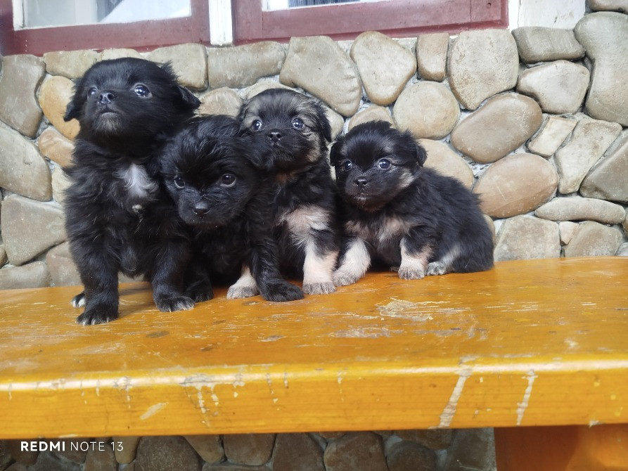 Цуценята пекінеса Снятин - зображення 6