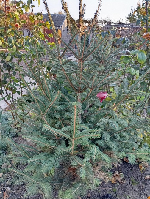 Стройная. пышная елочка Одеса - зображення 1