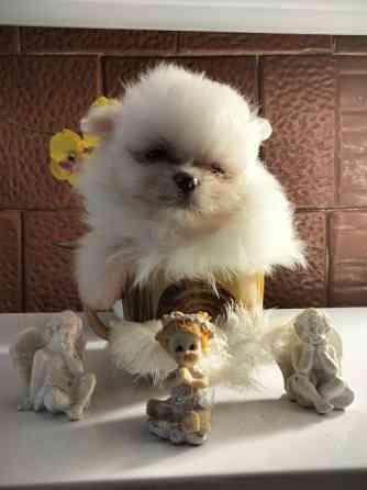 Шпиц померанский мини Каменец-Подольский