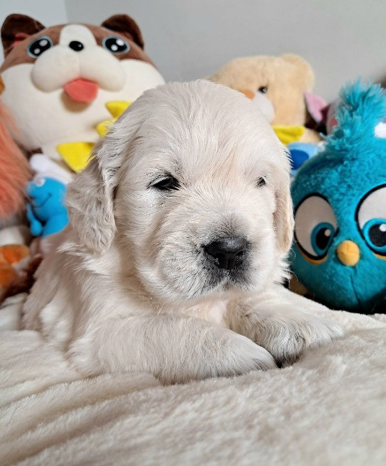 Цуценята золотистого ретрівера Ot Bahur Киев - изображение 4