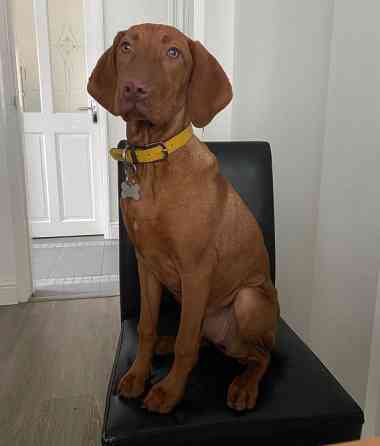 Цуценята Угорської Вижли Київ