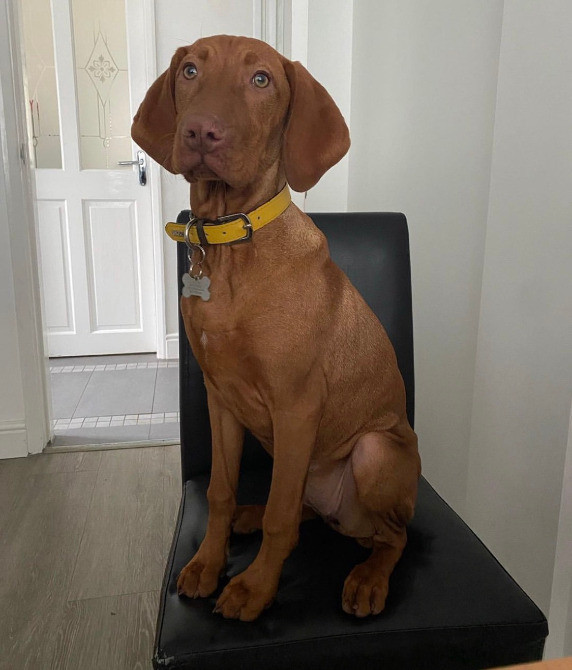 Цуценята Угорської Вижли Київ - зображення 3