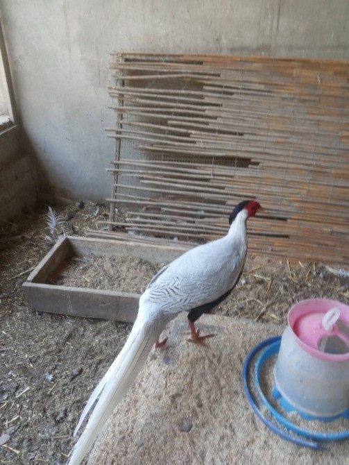 Фазан срібний продаєм Одесса - изображение 3