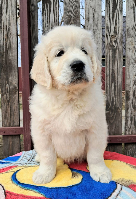 Цуценята золотистого ретрівера Ot Bahur Ивано-Франковск - изображение 2