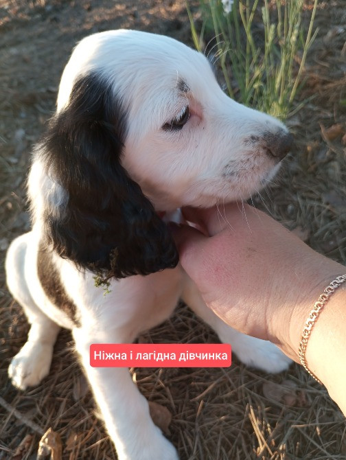 Цуценята спаніеля мисливського Хмельницький - зображення 8