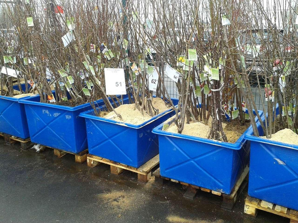 Пластиковые контейнеры на 1000 л. Киев - изображение 5