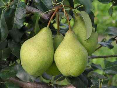 Продам саджанці груш Сквира