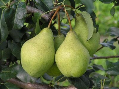 Продам саджанці груш Сквира - зображення 4