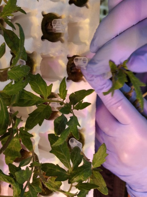 Праця в теплиці. Польша Львов - изображение 1