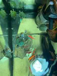 Малючки акваріумні черепашата Київ