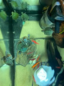 Малючки акваріумні черепашата Киев - изображение 2