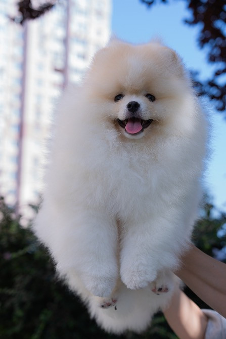 Померанський шпіц хлопчик 4 місяці Київ - зображення 2