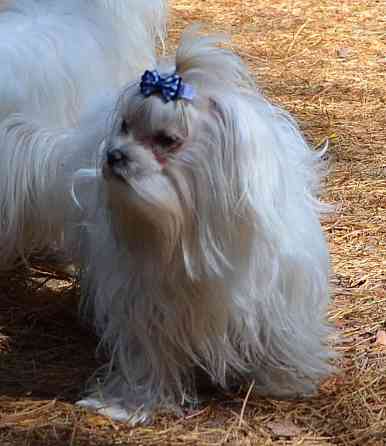 В зв’язку з від’їздом за кордон терміново продається мальтезе клуб КСУ FCI Київ