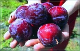 Продам саджанці слив Сквира - изображение 4