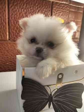 Шпиц померанский Кам'янець-Подільський