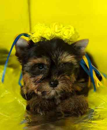 Йорко - малята у пошуку родини Одеса