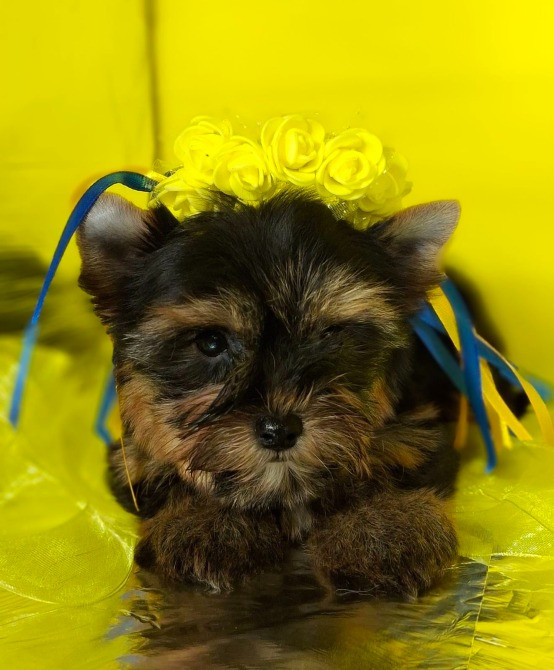 Йорко - малята у пошуку родини Одеса - зображення 3