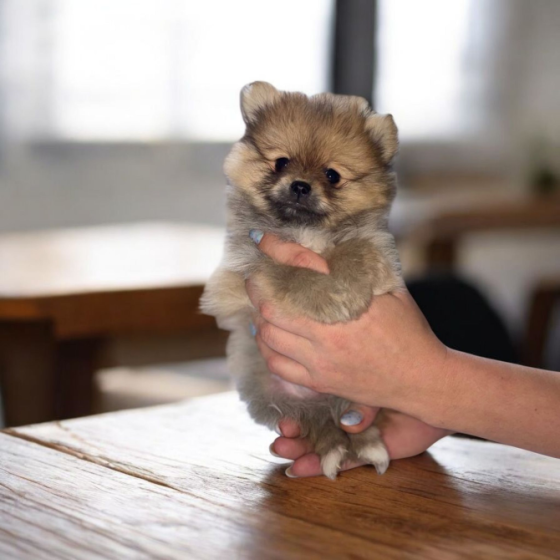 Померанский шпиц Харьков