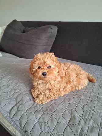 Цуценята мальтипу Лубны