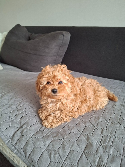 Цуценята мальтипу Лубны - изображение 2