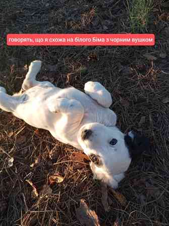 Цуценята спаніеля мисливського Хмельницький
