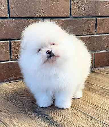 Щеня померанського шпіца (на фото - дівчинка) Чернігів