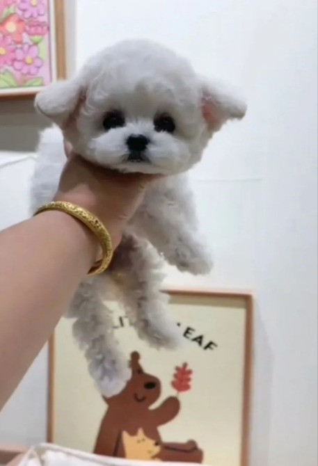 Бишон фризе мини Щенки Київ - зображення 1